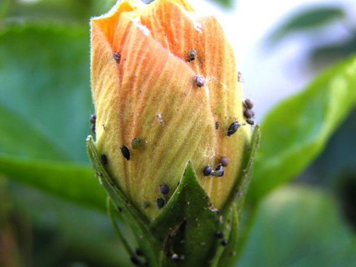 مقابله با شته چای ترش